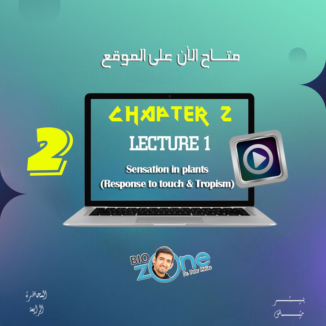 2025 - 2 - الاسبوع الرابع - الشرح